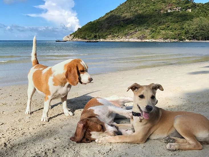 Спасенная украинской парой собака стала звездой Instagram
