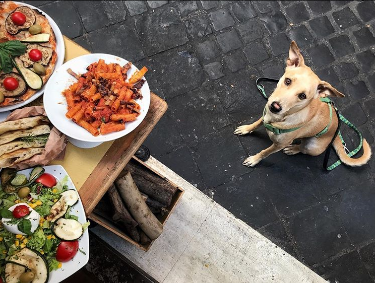 Спасенная украинской парой собака стала звездой Instagram