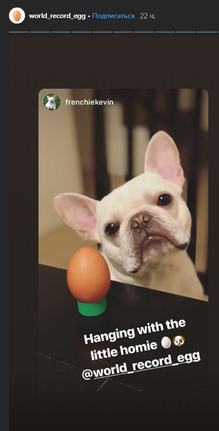Фото-рекордсмен куриного яйца в Instagram: раскрыт секрет
