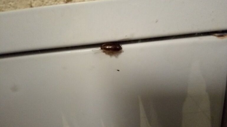 Російську школу атакували таргани і клопи: діти в паніці