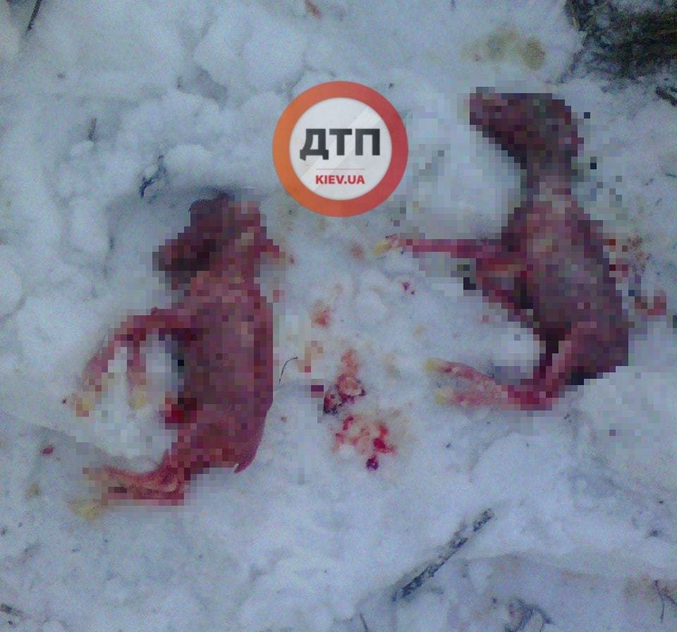 ''Дірявили в решето'': браконьєри розстріляли вагітну лосицю і самця. Фото 18+