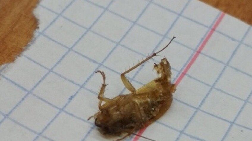 Російську школу атакували таргани і клопи: діти в паніці