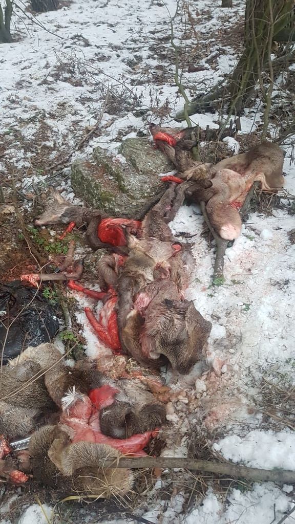 У заповіднику Київщини браконьєри жорстоко познущалися з тварин: фото 18+