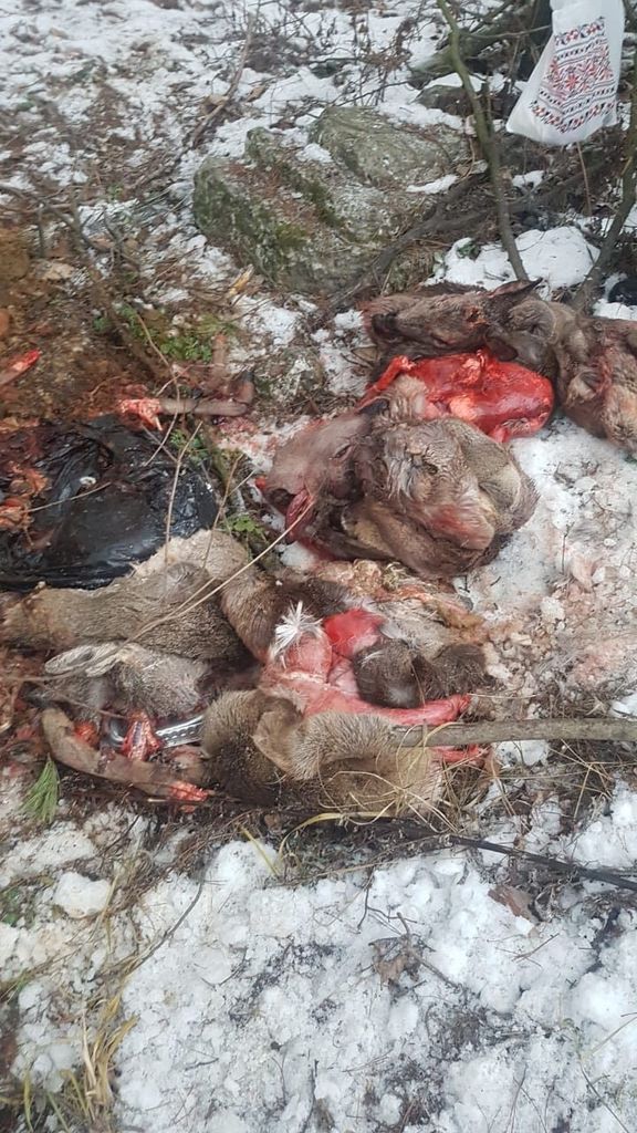 В заповеднике Киевщины браконьеры жестоко поиздевались над животными: фото 18+