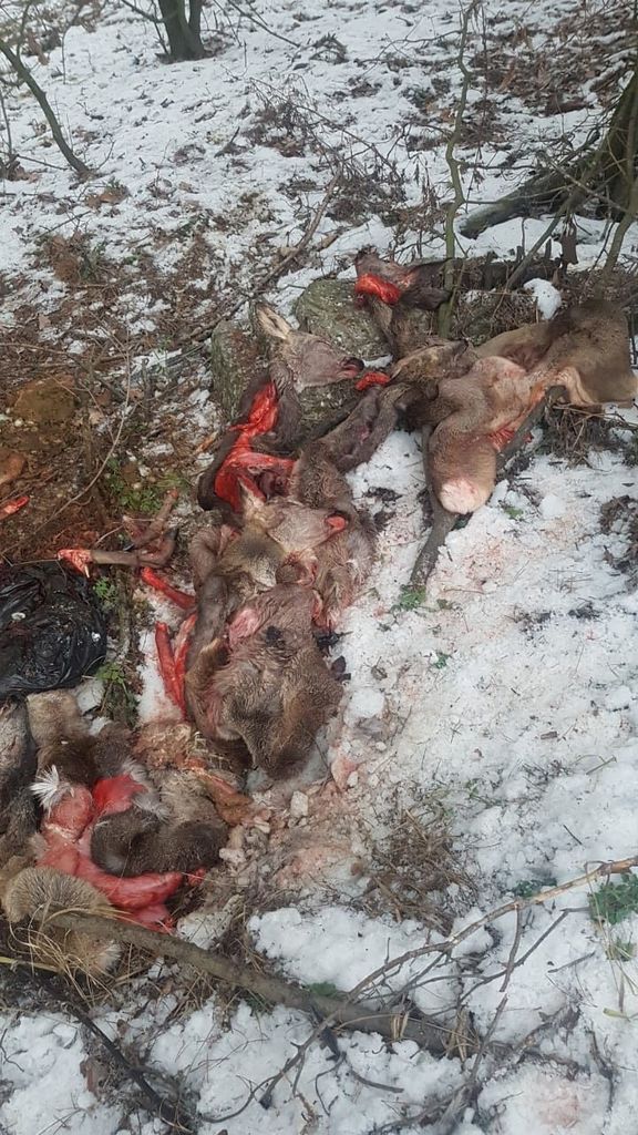 В заповеднике Киевщины браконьеры жестоко поиздевались над животными: фото 18+