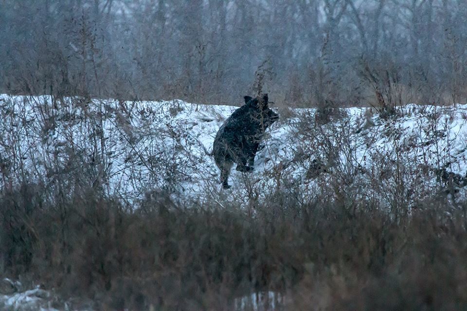 ''Ось це полювання'': на Хортиці помітили зграї диких тварин