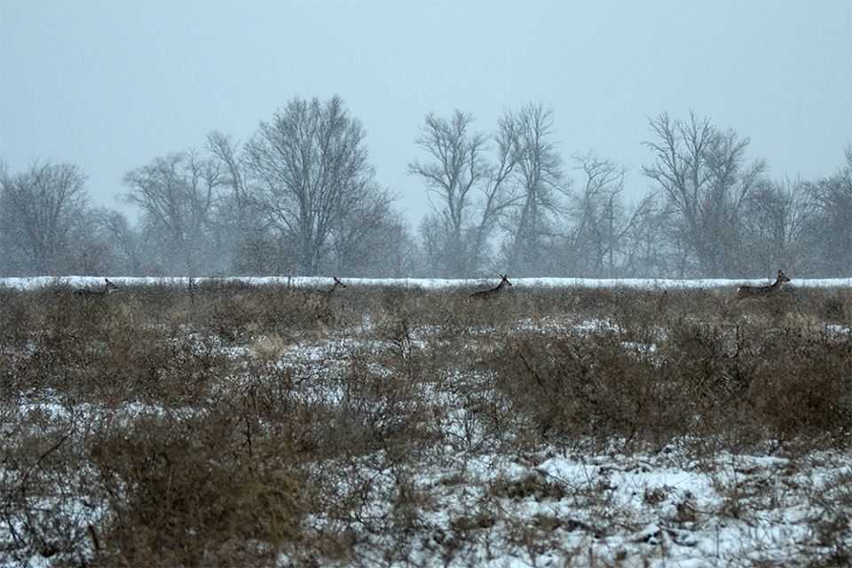 ''Вот это охота'': на Хортице заметили стаи диких животных