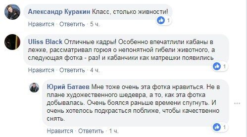 ''Ось це полювання'': на Хортиці помітили зграї диких тварин