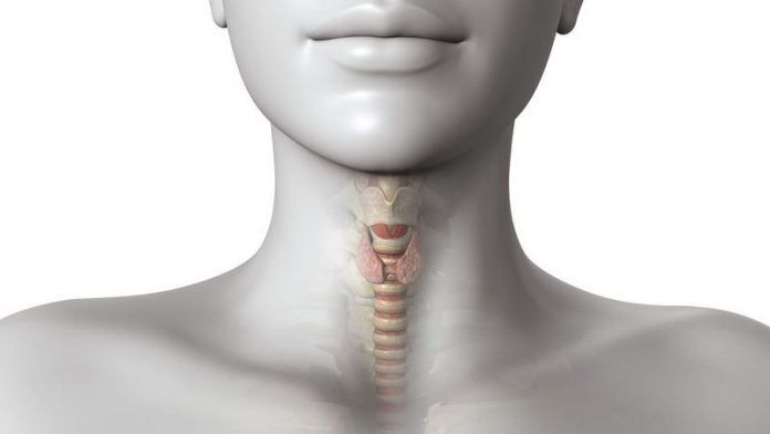Щитовидная железа играет колоссальную роль в жизнедеятельности организма