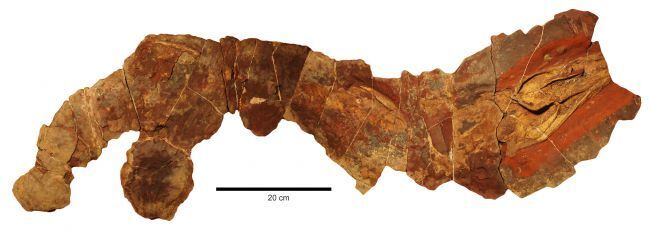 Хребет древней акулы Phoebodus