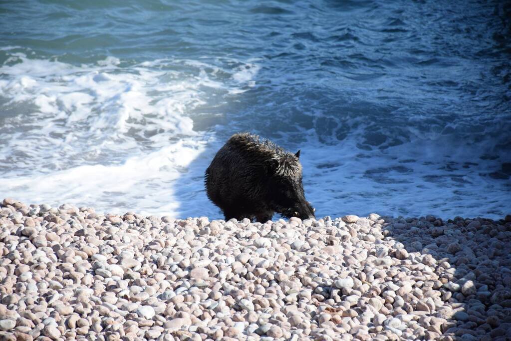 Напав на людину: пляж популярного курорту Криму сполохав небезпечний дикий звір. Відео