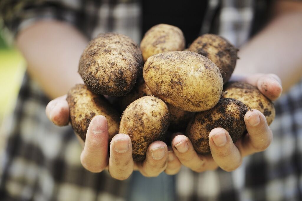 Картопля в Україні за останній рік продемонструвала рекордні темпи подорожчання