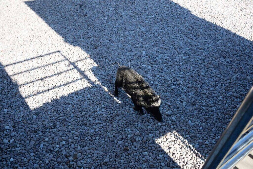 Кабан на пляже в Крыму