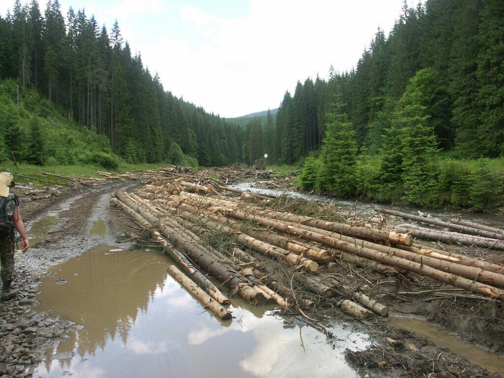 Наслідки вирубки лісів у Карпатах