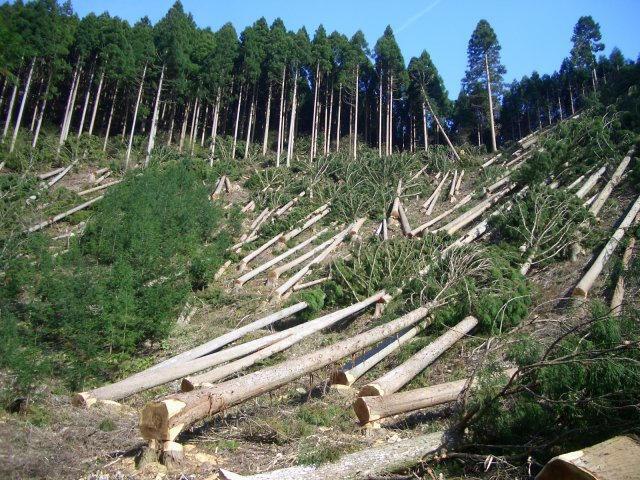 Последствия вырубки лесов в Карпатах
