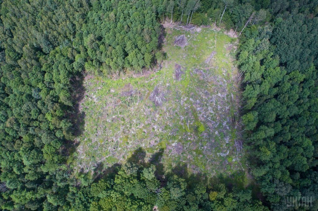 Наслідки вирубки лісів у Карпатах