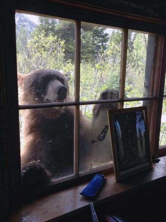 Жителей Карпат предупредили об агрессивных медведях: как их отпугнуть