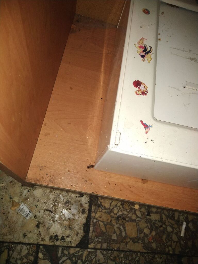 Тараканы атаковали студенческое общежитие: жуткие фото и видео