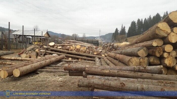 СБУ разоблачила крупную схему экспорта леса