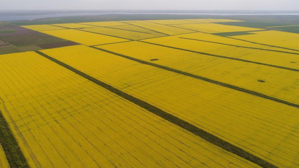 Перемагали посуху і боролися за працівників: українські аграрії підбили підсумки 2019 року