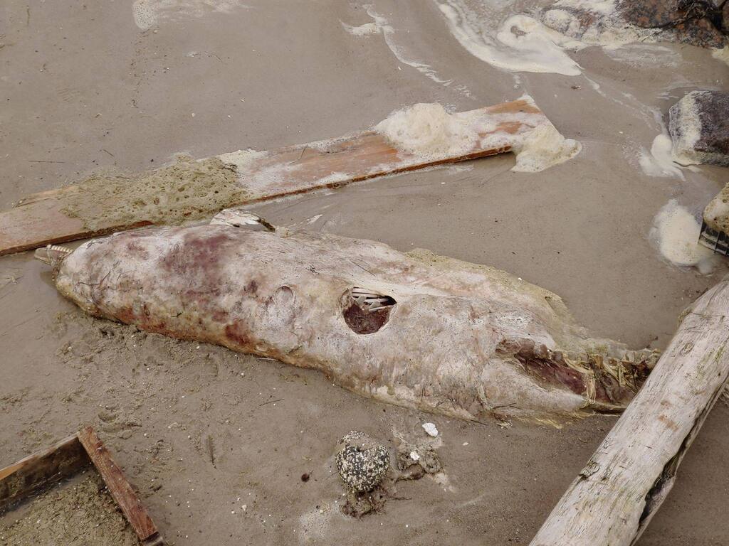 В Одессе на пляж выбросило труп дельфина