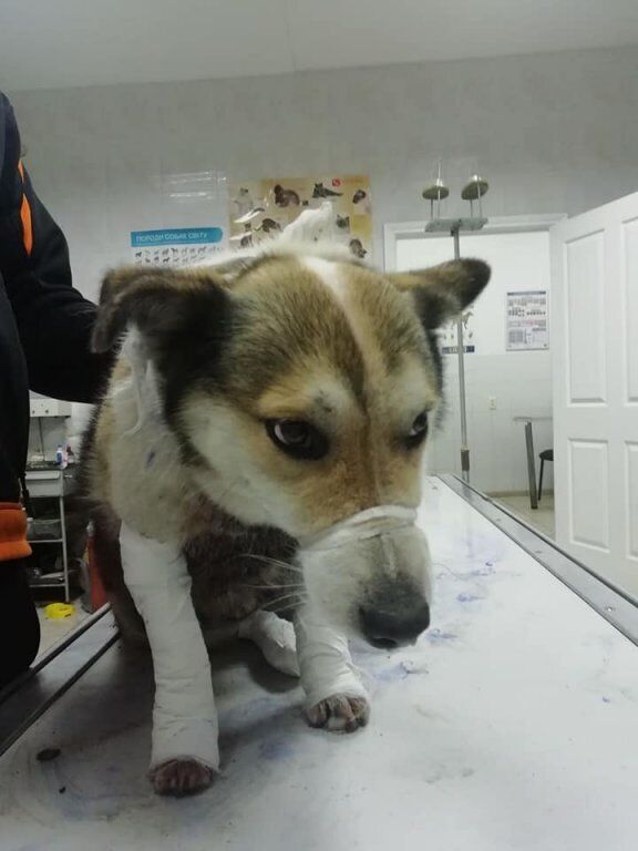 Тепер собаку лікують у клініці, а живе він у притулку у волонтерів