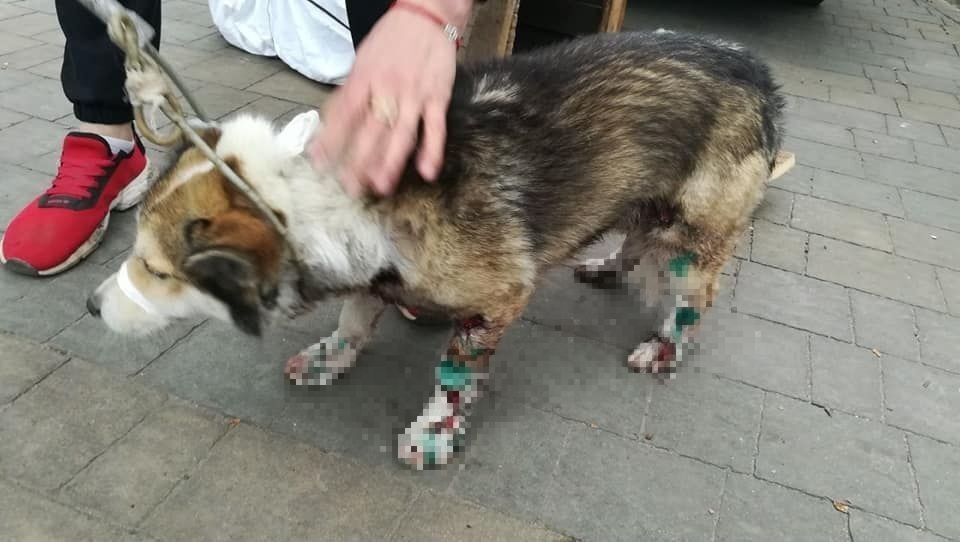Український чиновник 1,5 км тягнув на ланцюгу пса за автомобілем