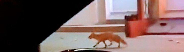 По Одессе бегала дикая лиса