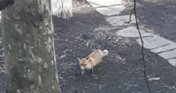 По Одессе бегала дикая лиса
