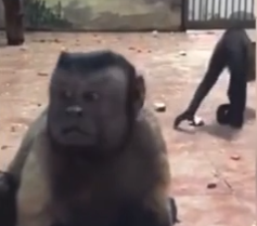 В Китае показали примата с "человеческим лицом"