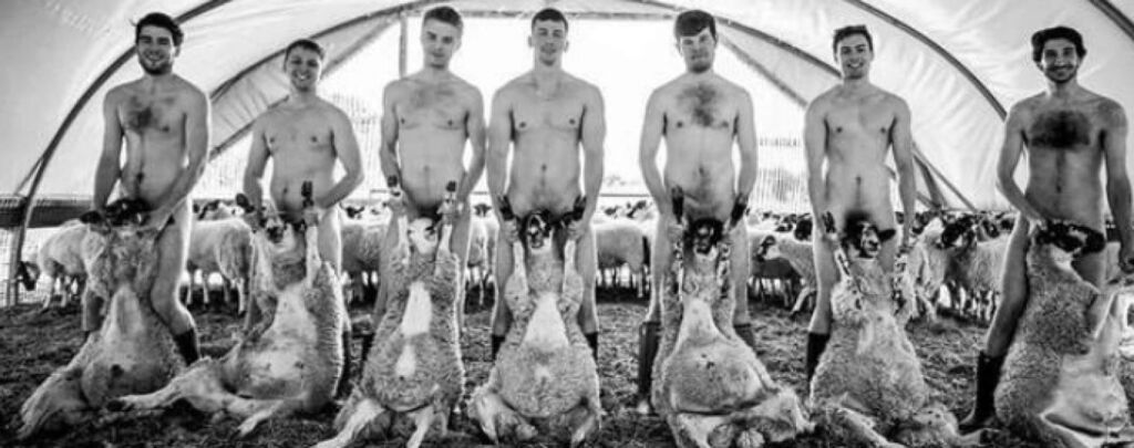 Британские студенты снялись без одежды с овцами
