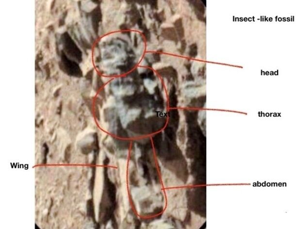 Следы существ были зафиксированы марсоходом Curiosity