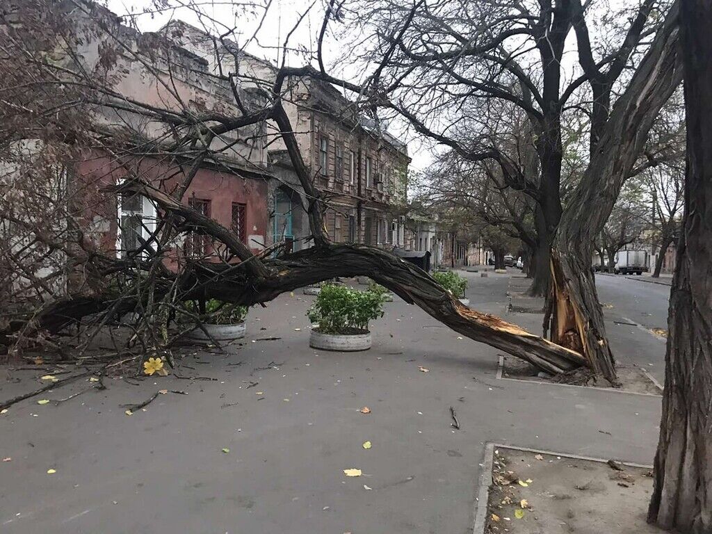 Шторм в Одессе повалил деревья