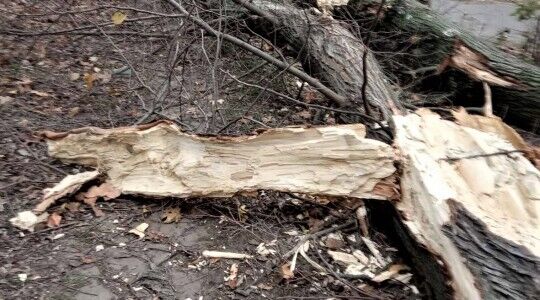 Шторм в Одесі повалив дерева