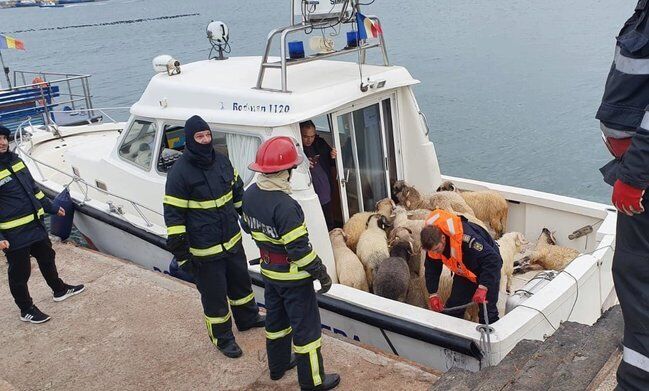 В Черном море утонули 14 тысяч овец