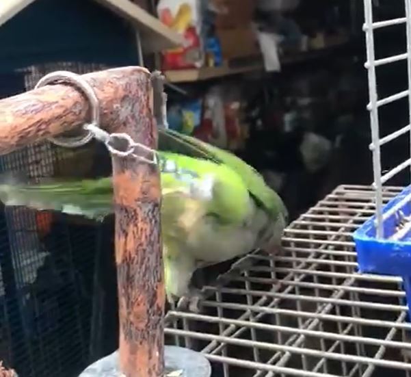 В Одессе на рынке попугая посадили на цепь