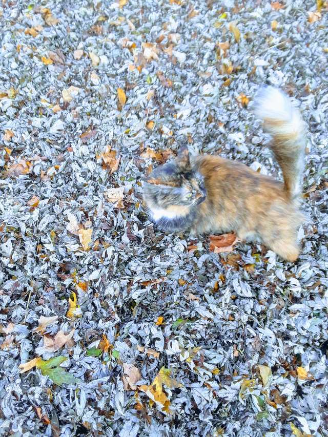 Сеть озадачил снимок кота среди листьев