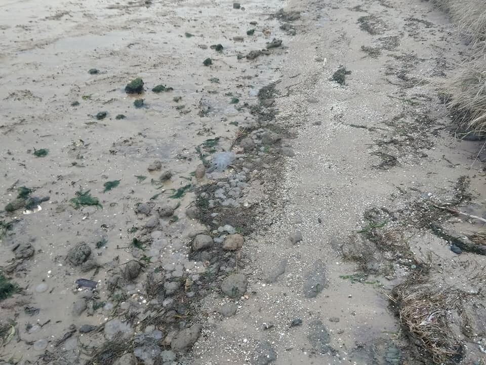 На берег Черного моря выбросило множество медуз