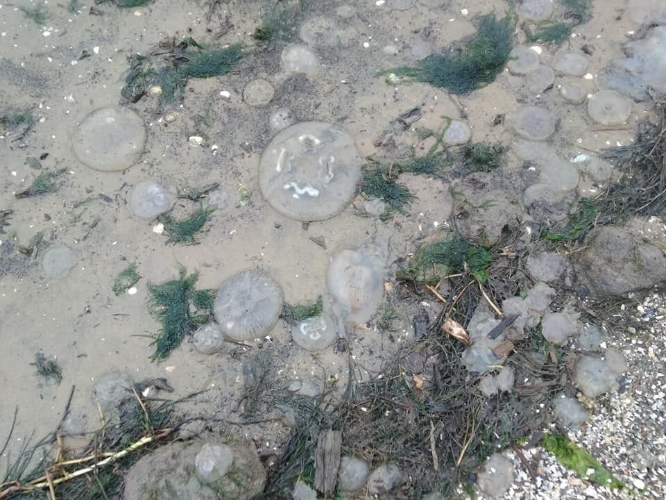 На берег Черного моря выбросило множество медуз