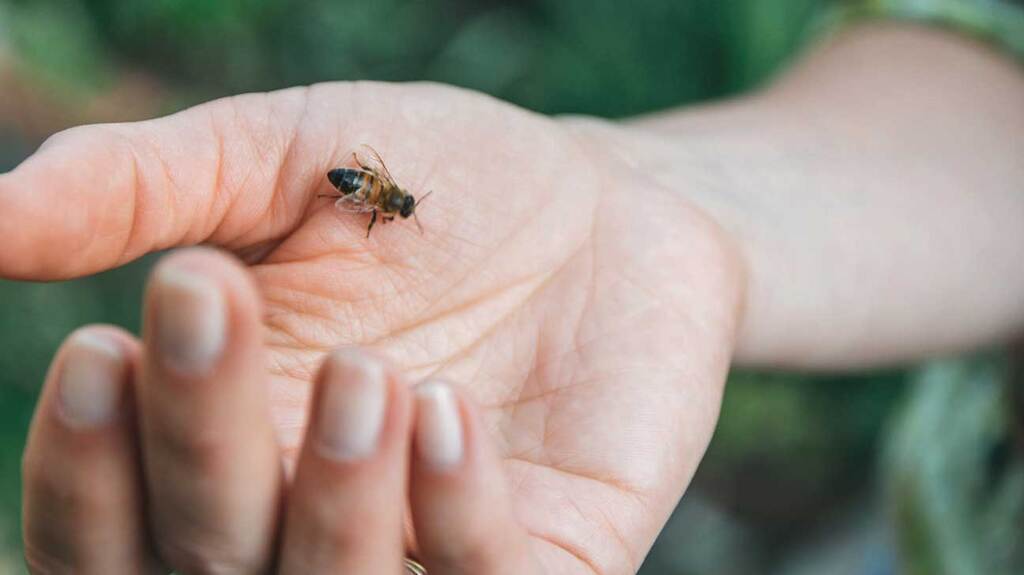 Лікування бджолами може бути небезпечним