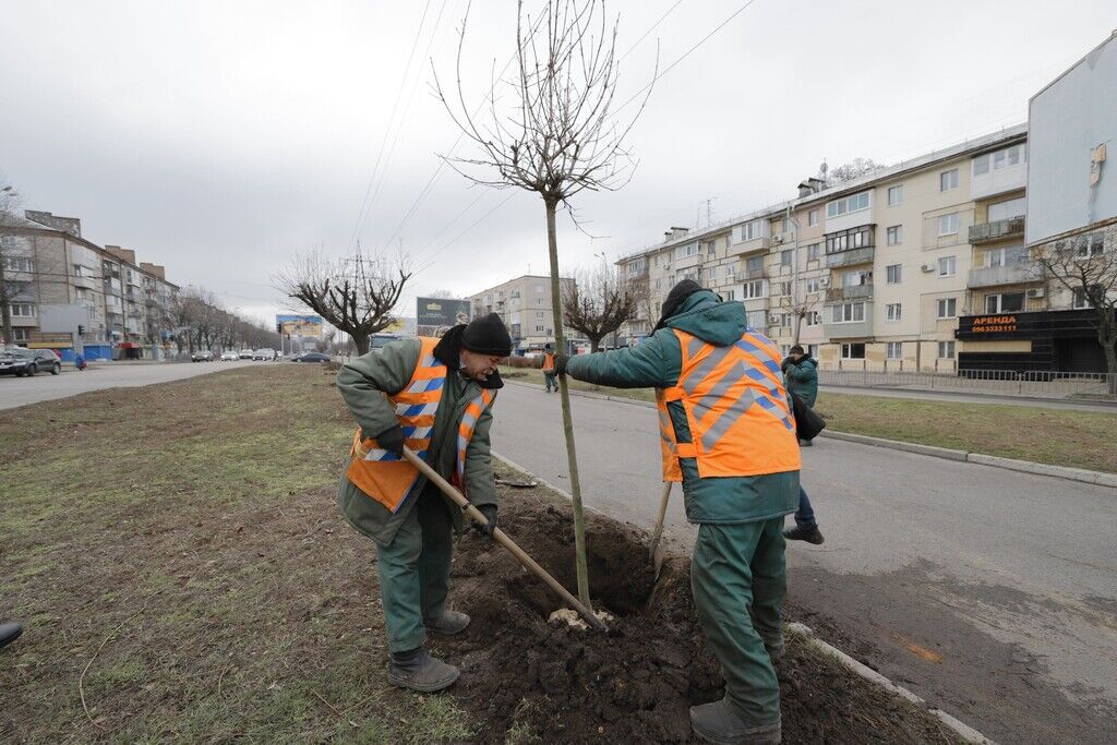 У Дніпрі висадять понад 200 молодих дерев на проспекті Поля