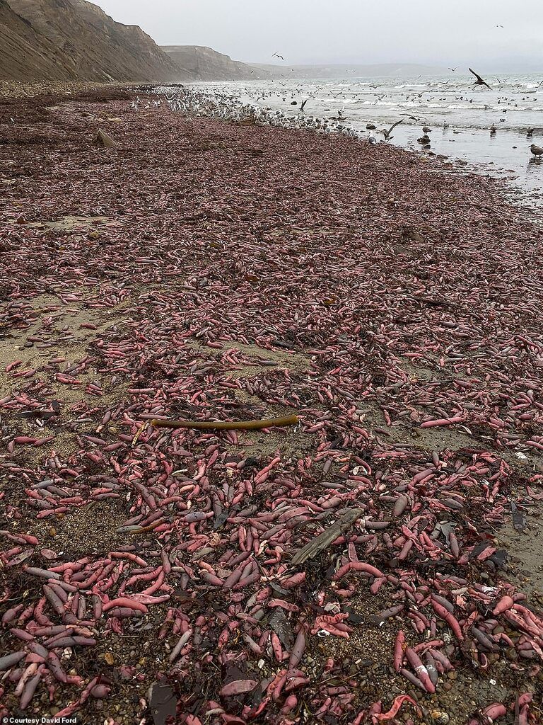 Пляж в Калифорнии усыпали тысячи рыб в форме пениса: удивительные фото