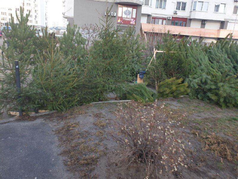 Украинцам привозят елки с кладбищ: как правильно выбрать и сколько стоят