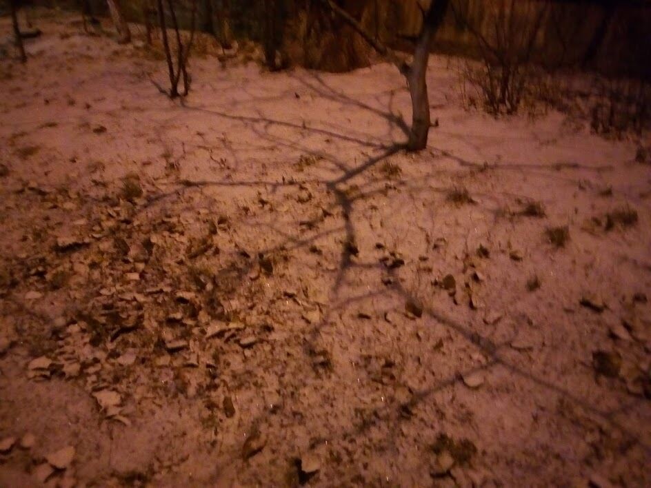 У Києві випав перший зимовий сніг