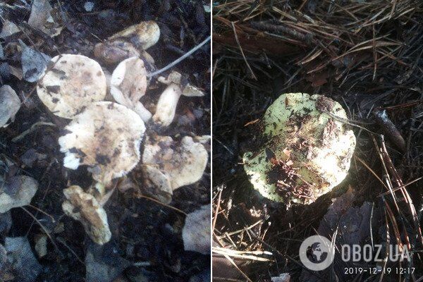 В лесу можно собирать грибы