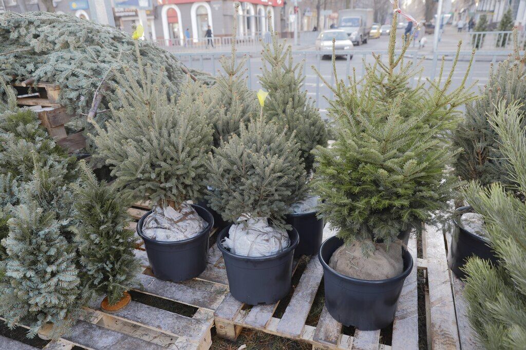 У Дніпрі влаштували перевірки ялинкових базарів