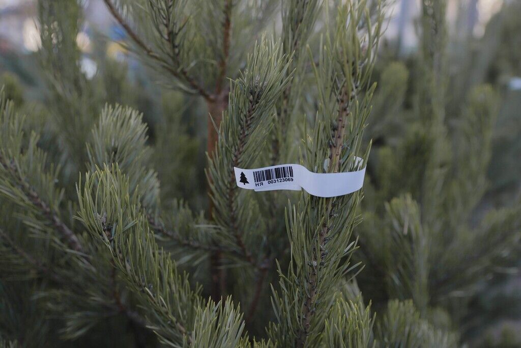 У Дніпрі влаштували перевірки ялинкових базарів