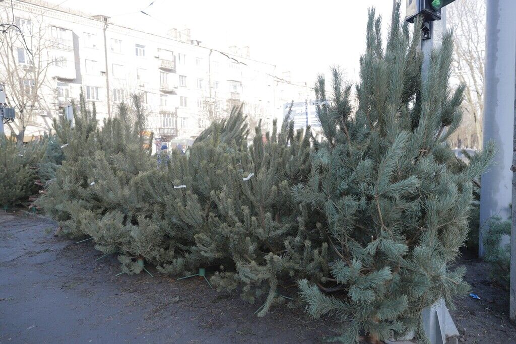 У Дніпрі влаштували перевірки ялинкових базарів