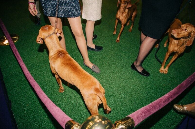 Собаки и на выставке Вестминстерского Кеннел Клуба, Нью-Йорк, февраль