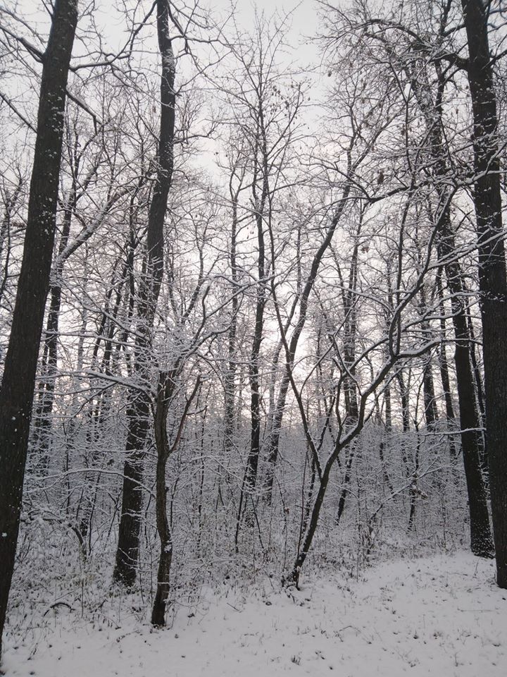 Ліс на півночі Одещини засипало першим снігом